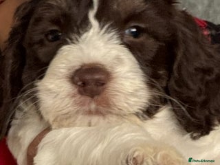 Mixed Breed dogs Cockapoo puppies - Advert 3