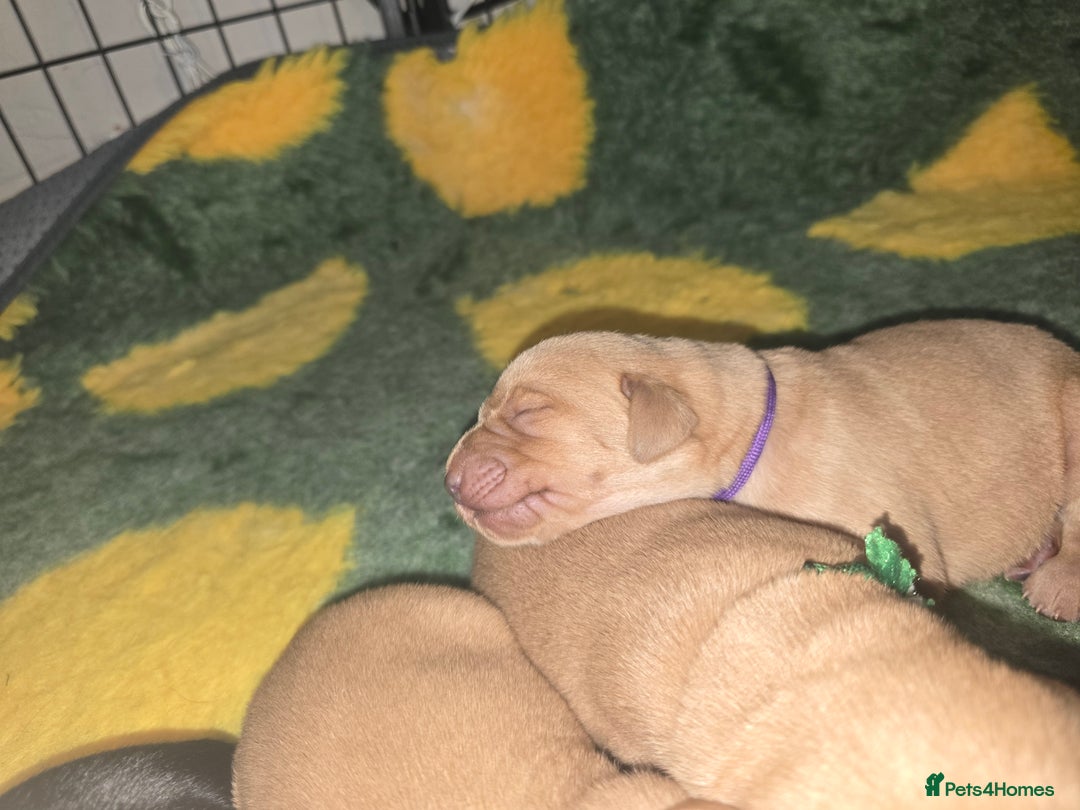 Labrador Retriever dogs for sale: KC Registered Labrador Puppies. - Advert 9