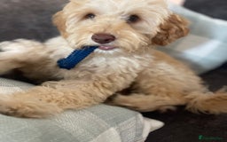 Cockapoo dogs for sale: Cockapoo f1B - Image 1