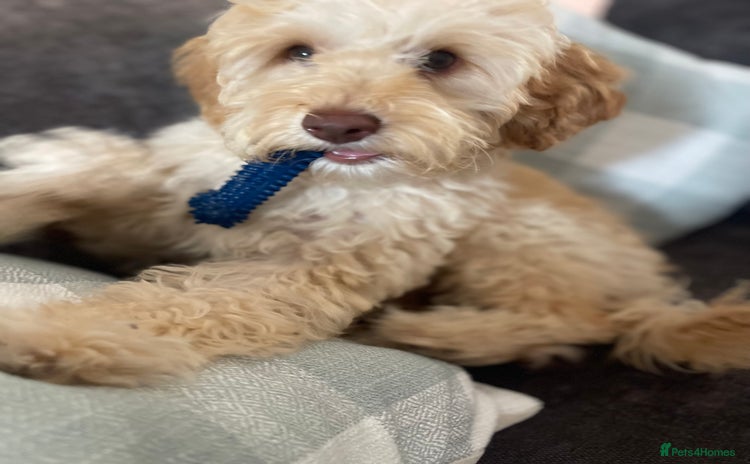 Cockapoo dogs - Advert 6