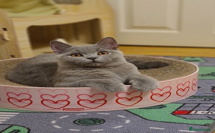British Shorthair cats - Advert 11