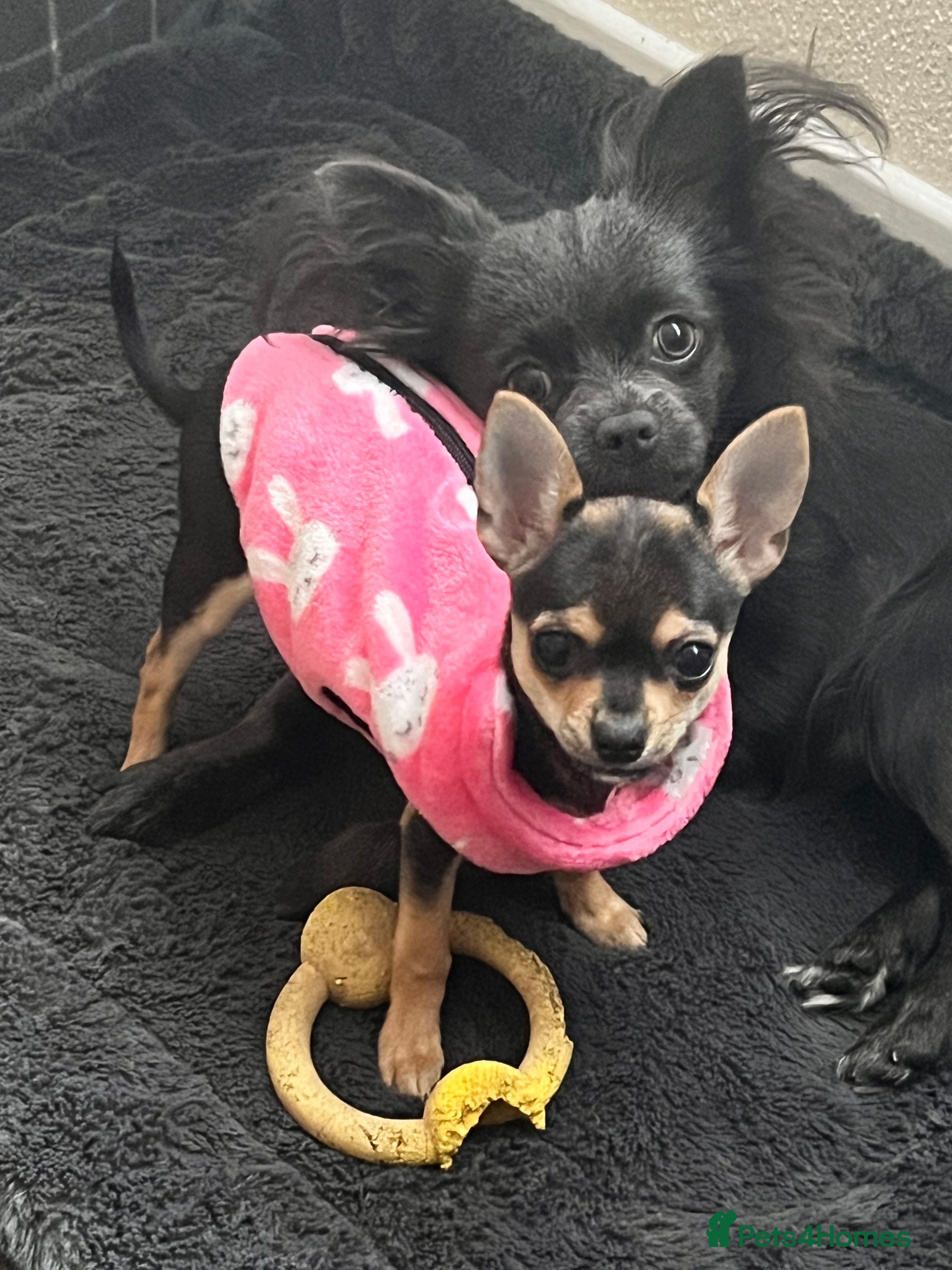 Chihuahua dogs X **  chihuahua female  - Advert 5