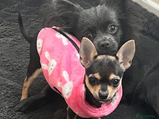 Chihuahua dogs X ** chihuahua female - Advert 4