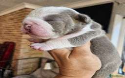 English Bulldog dogs for sale: Outstanding KC English Bulldogs, Top Quality Pups - Image 21