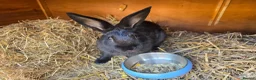 Mixed Breed rabbits for sale: Two brothers still only young - Advert 7