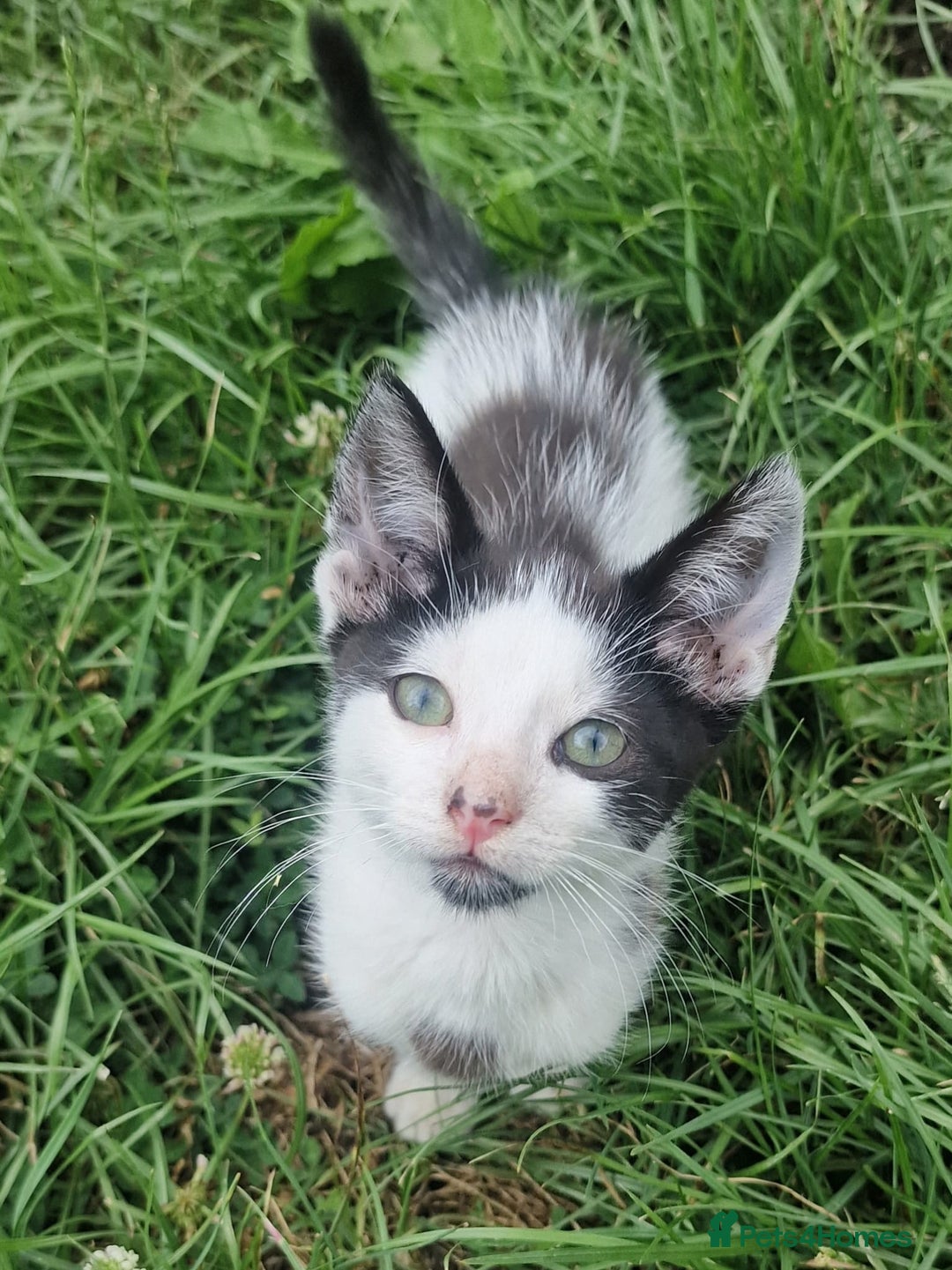 Domestic Shorthair cats for sale: 3 Playful Kittens 🐾 - Image 6
