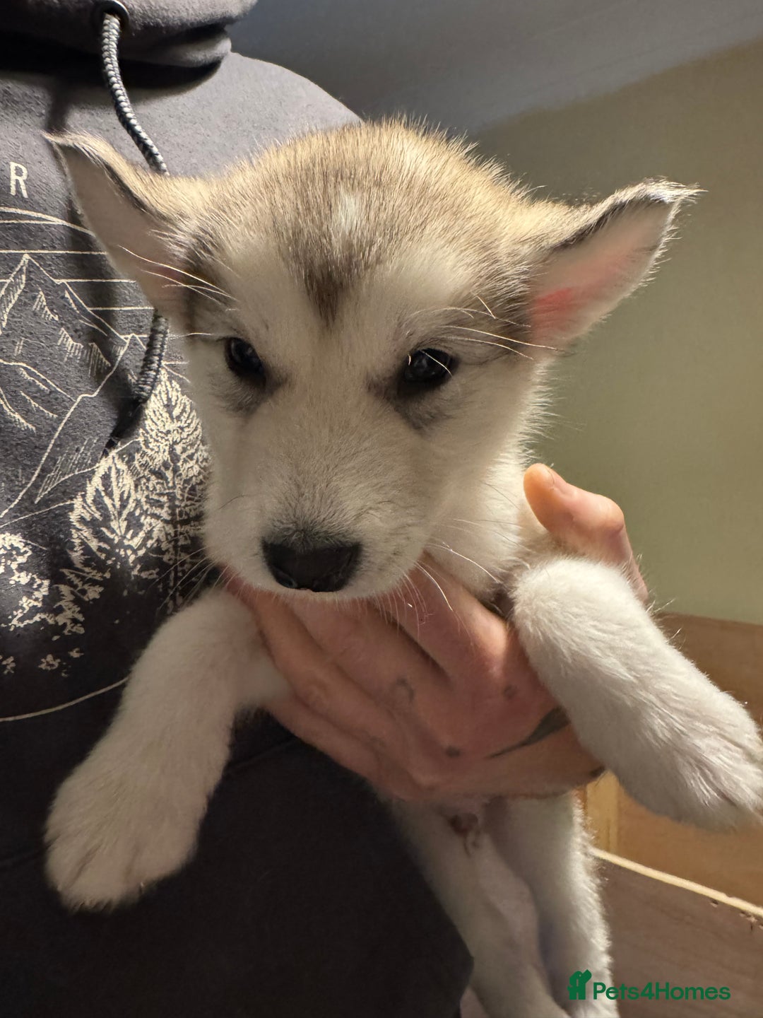 Alaskan Malamute dogs for sale: 3 left beautiful Alaskan malamute puppies  - Advert 15