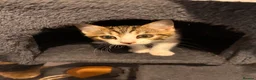 Mixed Breed cats for sale: Lovely playful kittens  - Advert 17