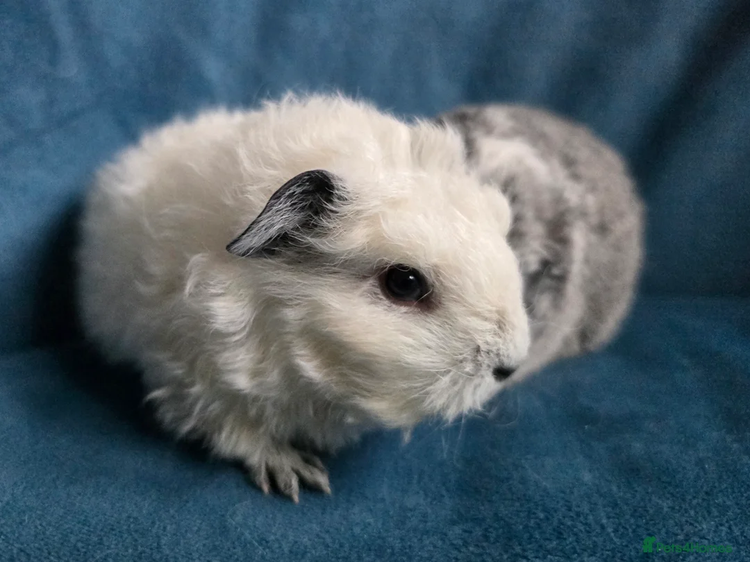 Guinea Pig rodents for sale: Mother & 2 daughters Swiss long haired californian - Advert 7