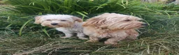 Maltese dogs for sale: Urgent mom and dad for sale  - Advert 5