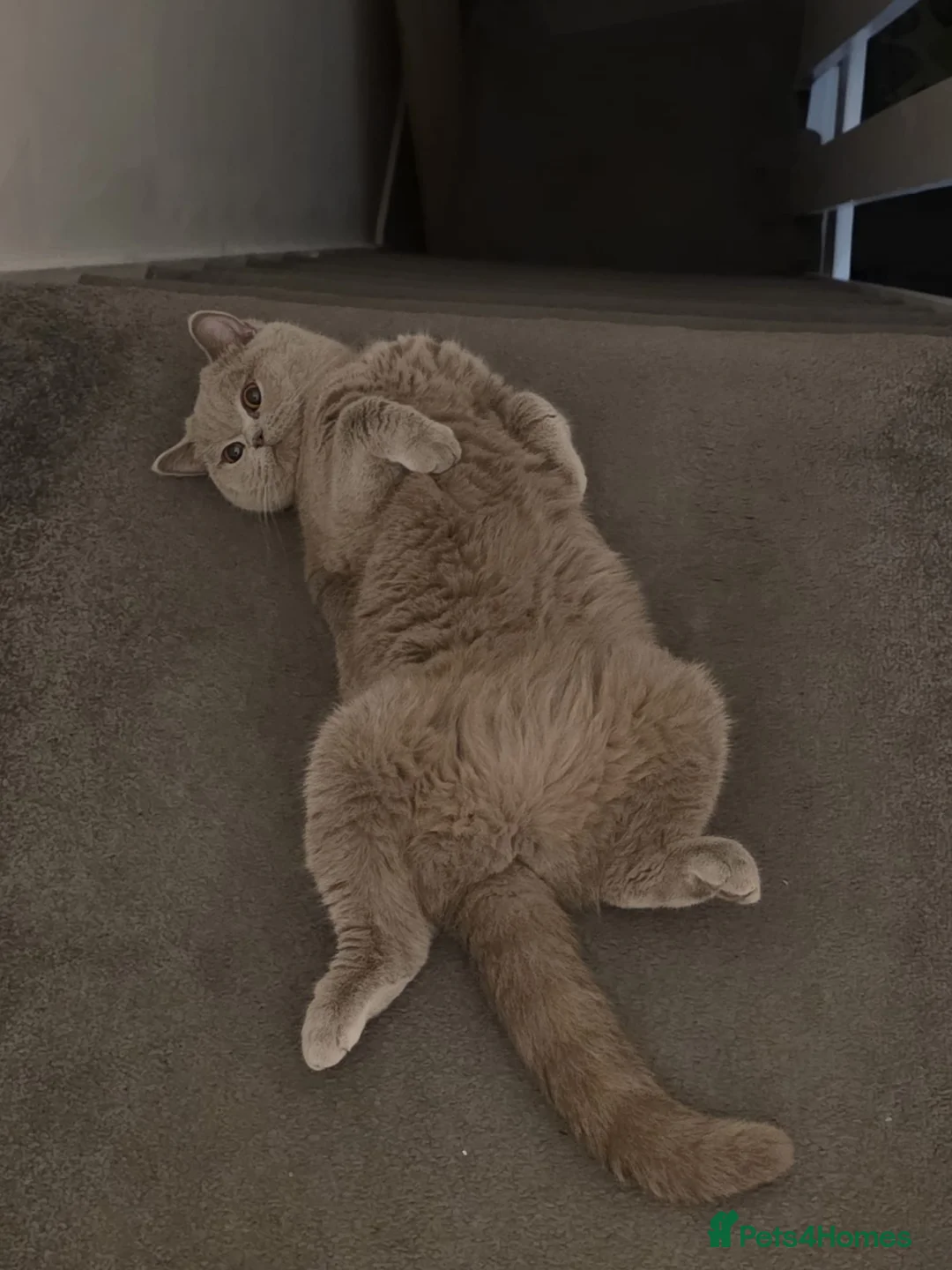 British Shorthair cats for sale: British shorthair female for sale  - Advert 2