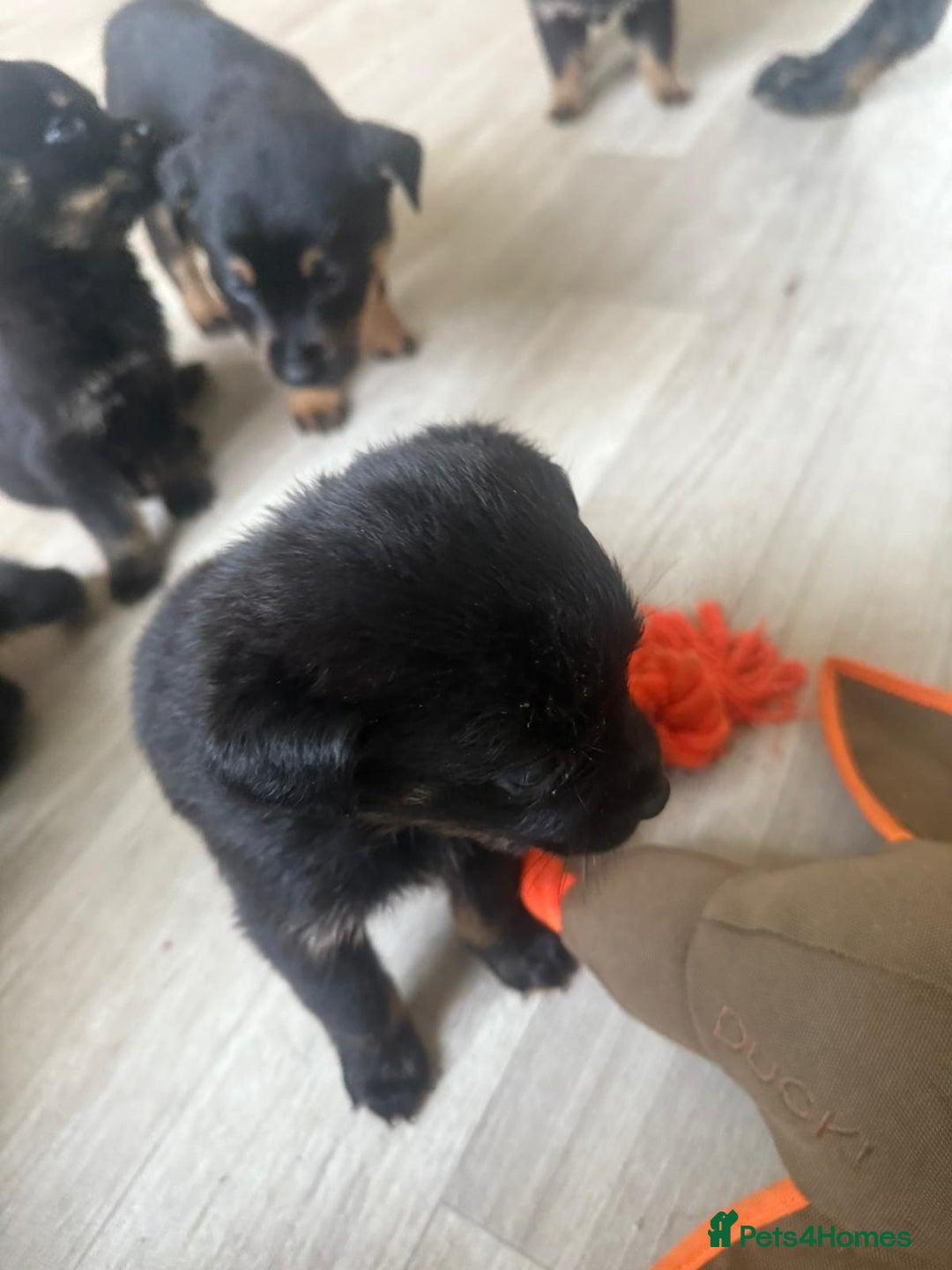 Mixed Breed dogs for sale: German Shepherd/Rottweiler  - Advert 3