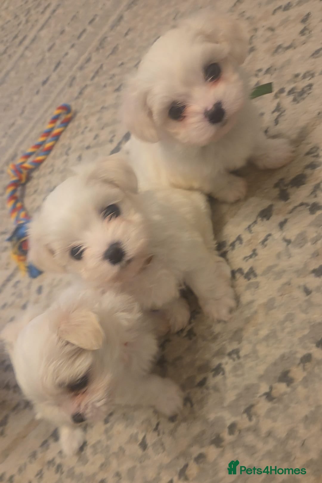 Maltese dogs for sale: Beautiful Toy Size Maltese Puppies - Advert 3