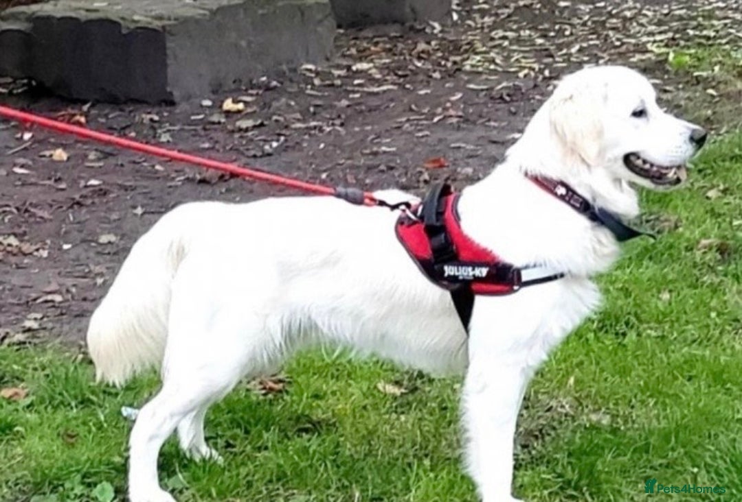 Golden Retriever dogs for sale: Golden retrievers DUE - Advert 7