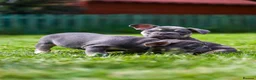 French Bulldog dogs for sale: French bulldogs boys and girls  - Advert 14