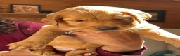 Golden Retriever dogs for sale: Fox Red golden Retrievers KC reg  in Hassocks - Advert 5