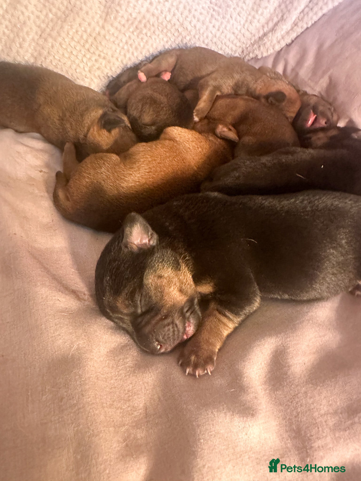 Mixed Breed dogs for sale: Patterdale X Lakeland Puppies for Sale in Letchworth Garden City - Advert 32