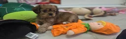 Cavapoo dogs for sale: Beautiful Cavapoo Puppies – Ready from 7th March - Advert 2