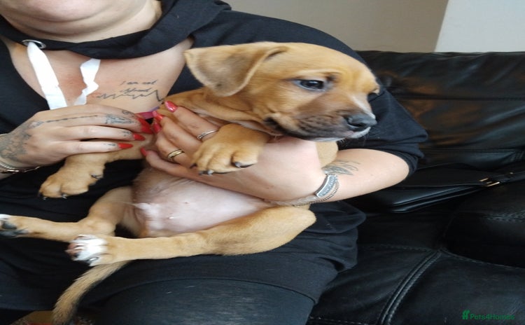 Mixed Breed dogs - Advert 1