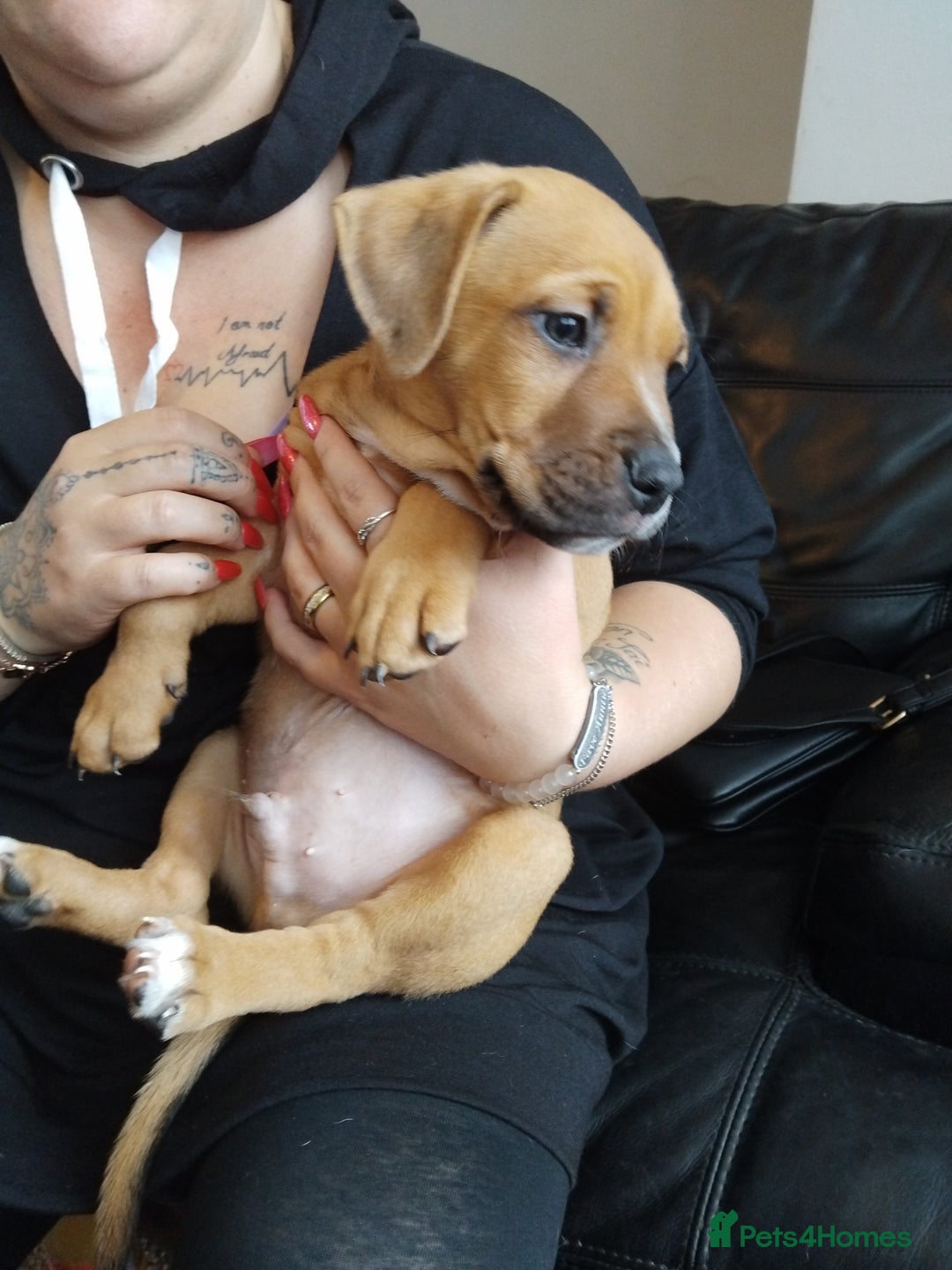 Mixed Breed dogs for sale: American bull cross puppies for sale - Image 1