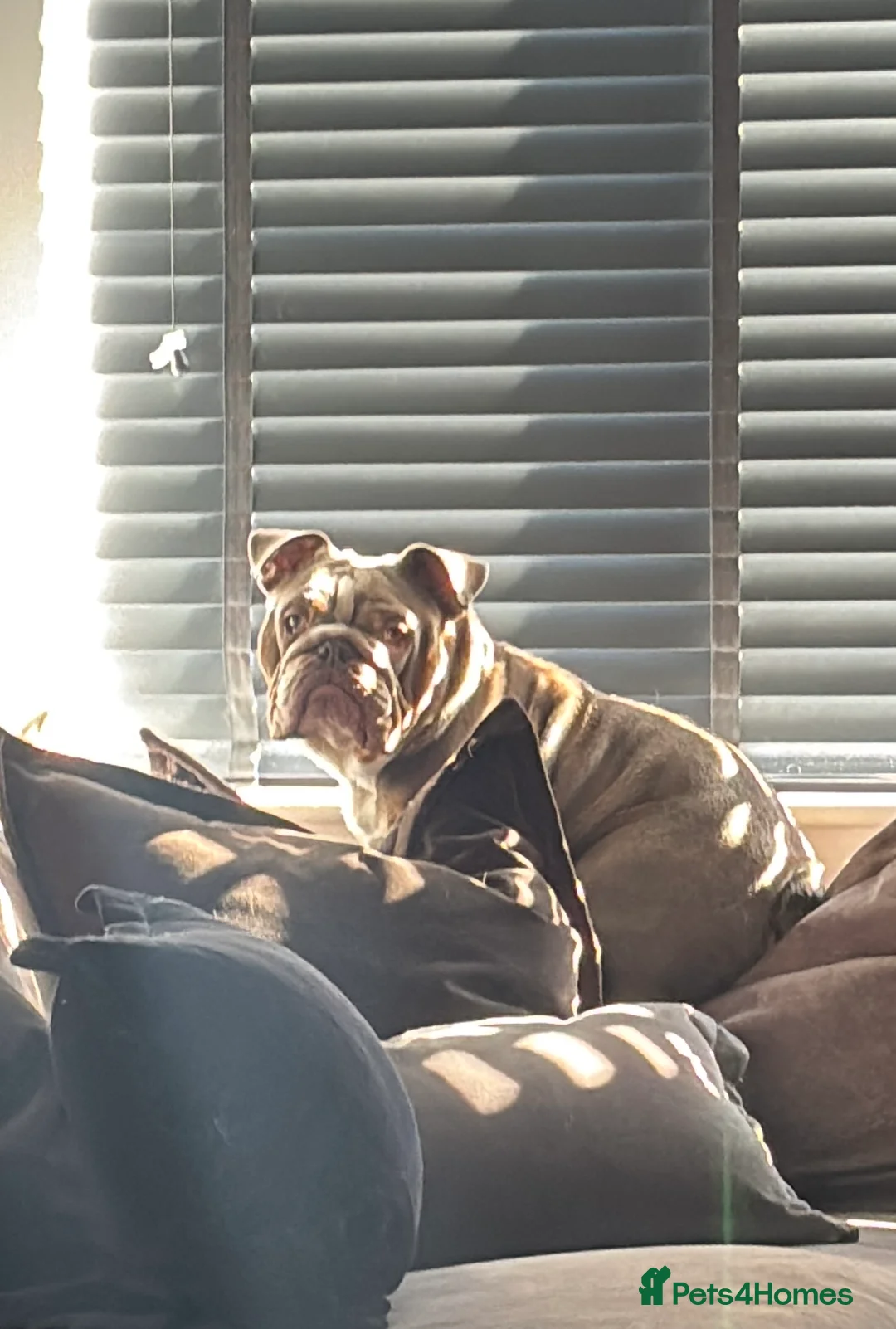 English Bulldog dogs for sale: Kc reg-Lilac and tan 2year old English Bulldog - Advert 7