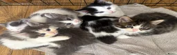 Persian cats for sale: Beautiful Persian Kittens Ready for Forever Homes - Advert 4