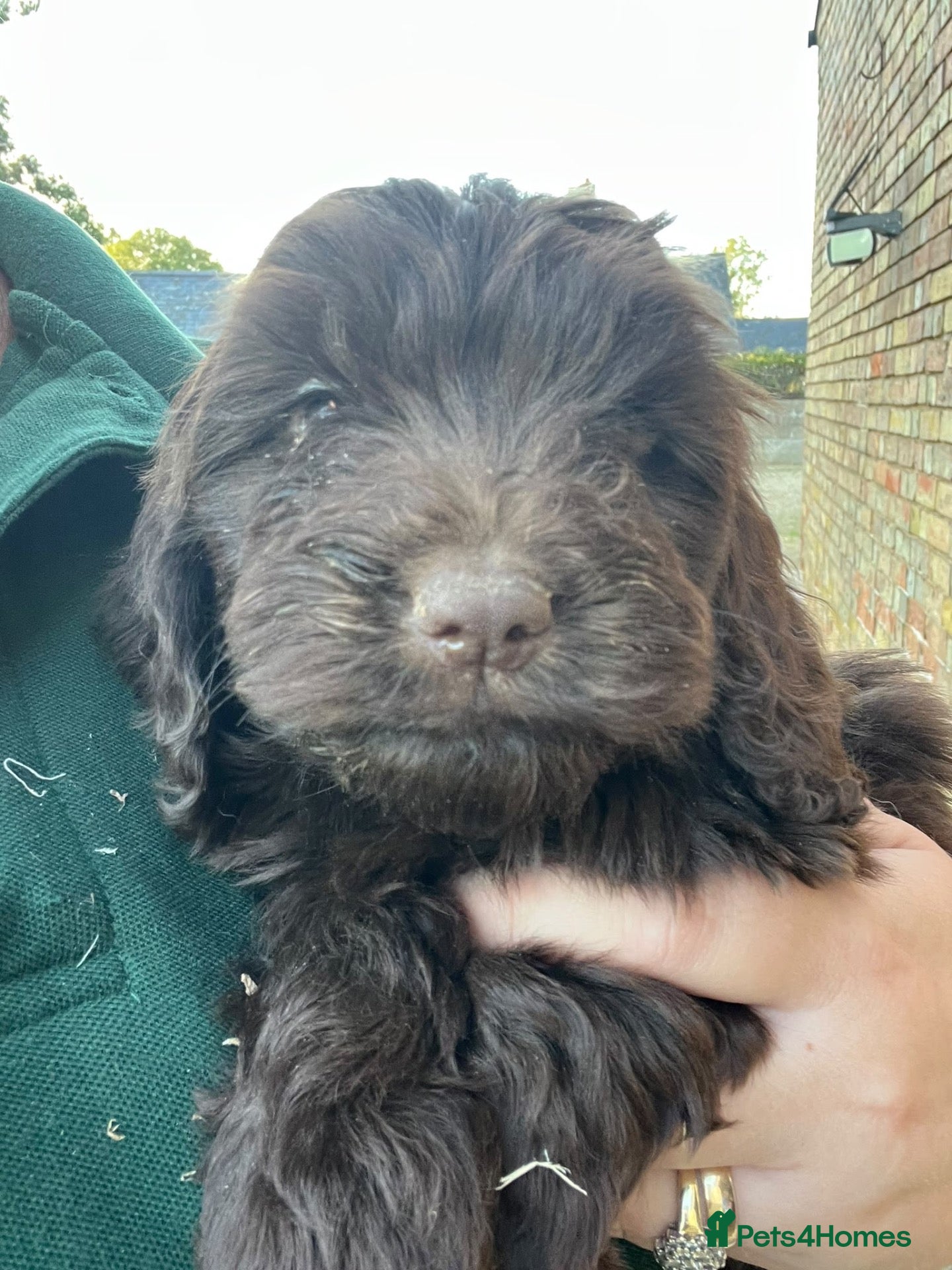 Cockapoo dogs Gorgeous PRA clear F1 Cockapoo puppies READY NOW - Advert 1
