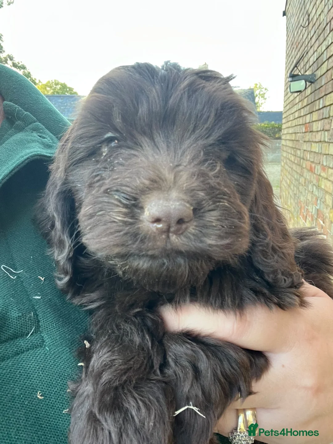 Cockapoo dogs for sale: Gorgeous PRA clear F1 Cockapoo puppies READY NOW - Advert 1