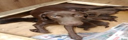 Labrador Retriever dogs for sale: Chocolate Labrador - Advert 2