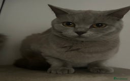 British Shorthair cats for sale: missy! grey british short hair. - Image 10