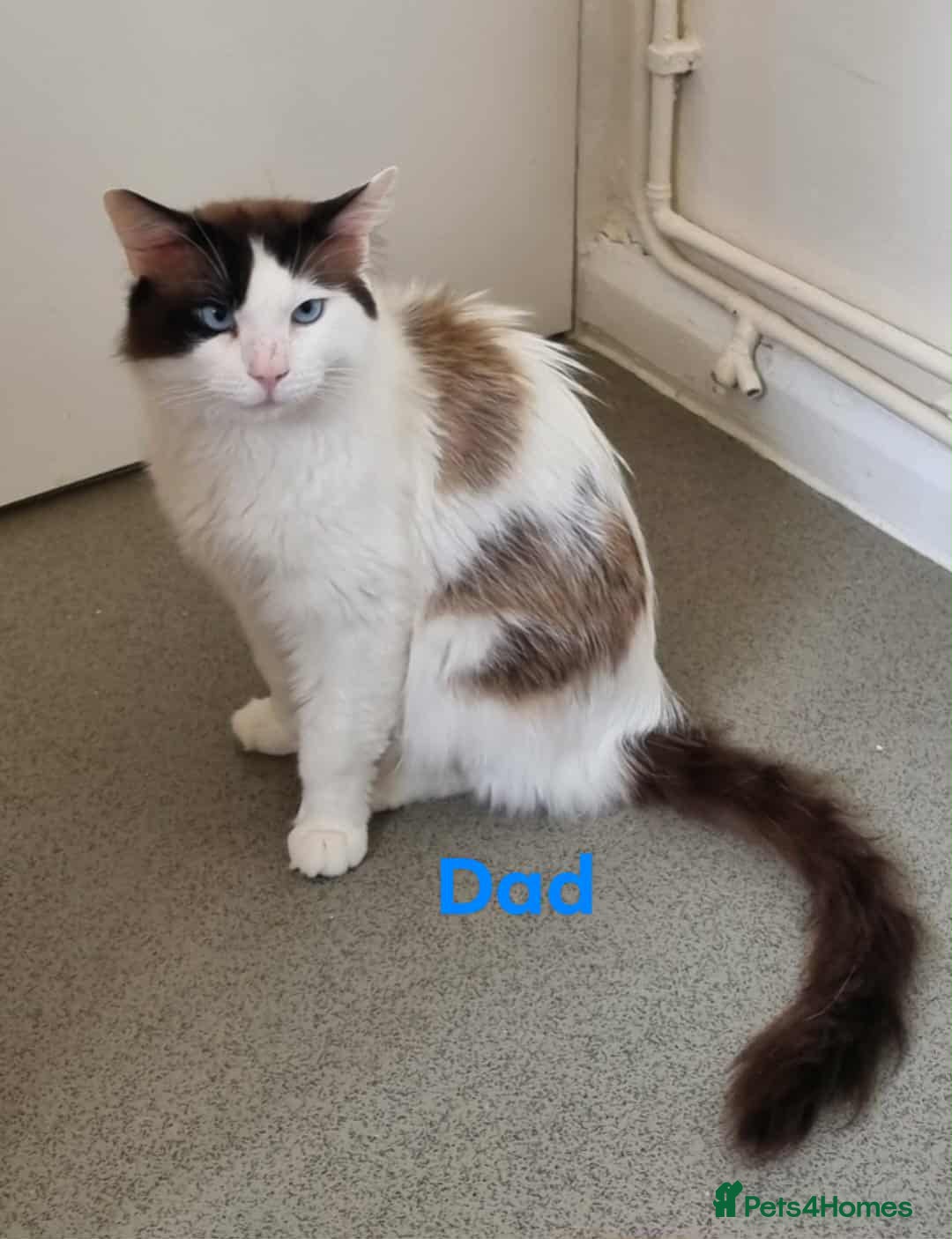 Ragdoll cats for sale: Bicolour ragdoll girls  - Advert 5