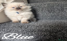 Ragdoll cats for sale: GCCF REG PEDIGREE RAGDOLL KITTENS - Image 14