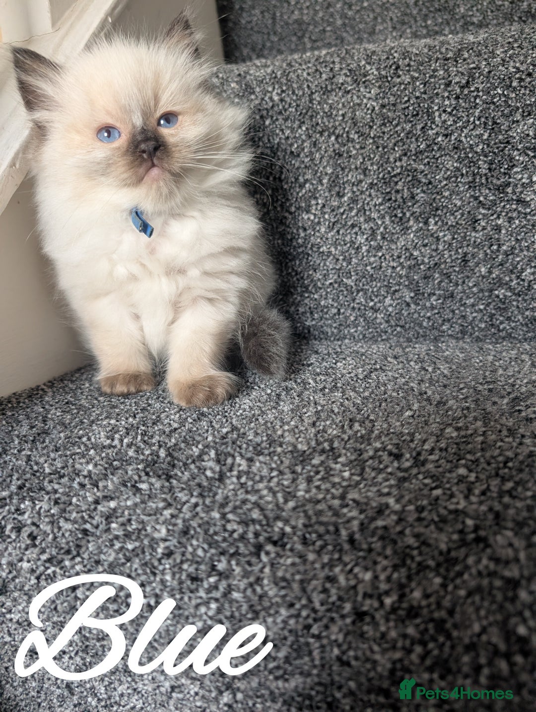 Ragdoll cats for sale: GCCF REG PEDIGREE RAGDOLL KITTENS - Image 14