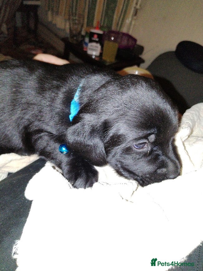 Labrador Retriever dogs Chunky Yellow & Black Labrador Puppies - Advert 14