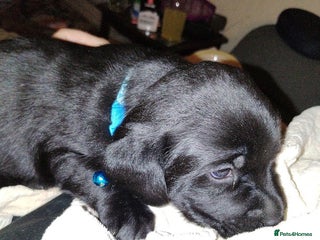 Labrador Retriever dogs Chunky Yellow & Black Labrador Puppies - Advert 14