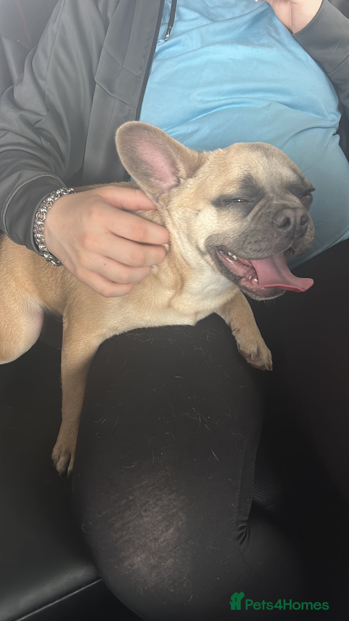 Frug dogs Frug frenchi x pug male 7 months - Advert 1