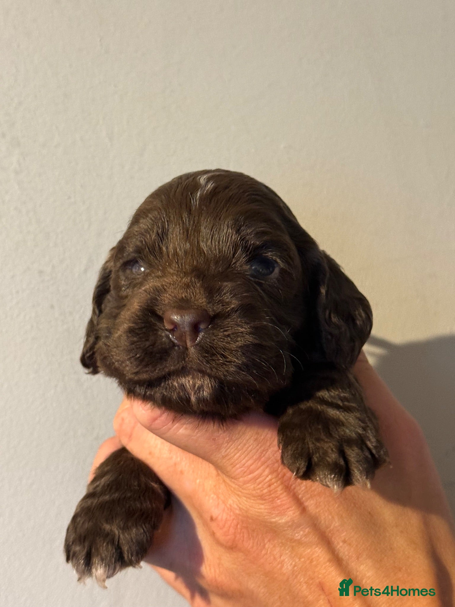 Cocker Spaniel dogs Working cocker spaniels  - Advert 2
