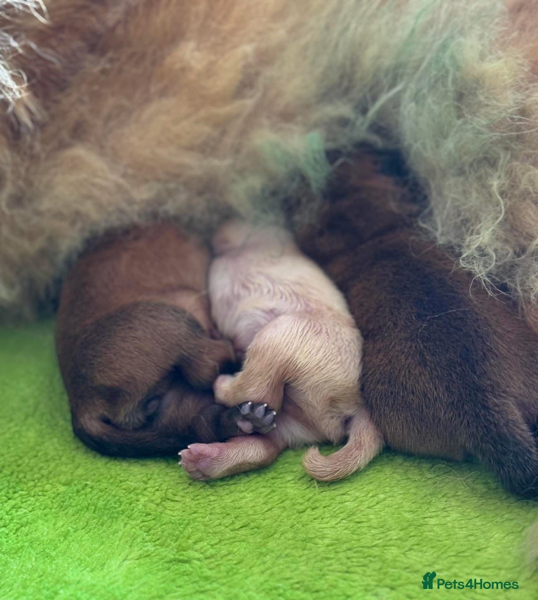 Chow Chow dogs for sale: Kc Registered Chow Chow Pup - Advert 6