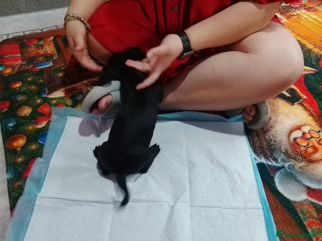 Mixed Breed dogs for sale: Jack dachshund  - Advert 8