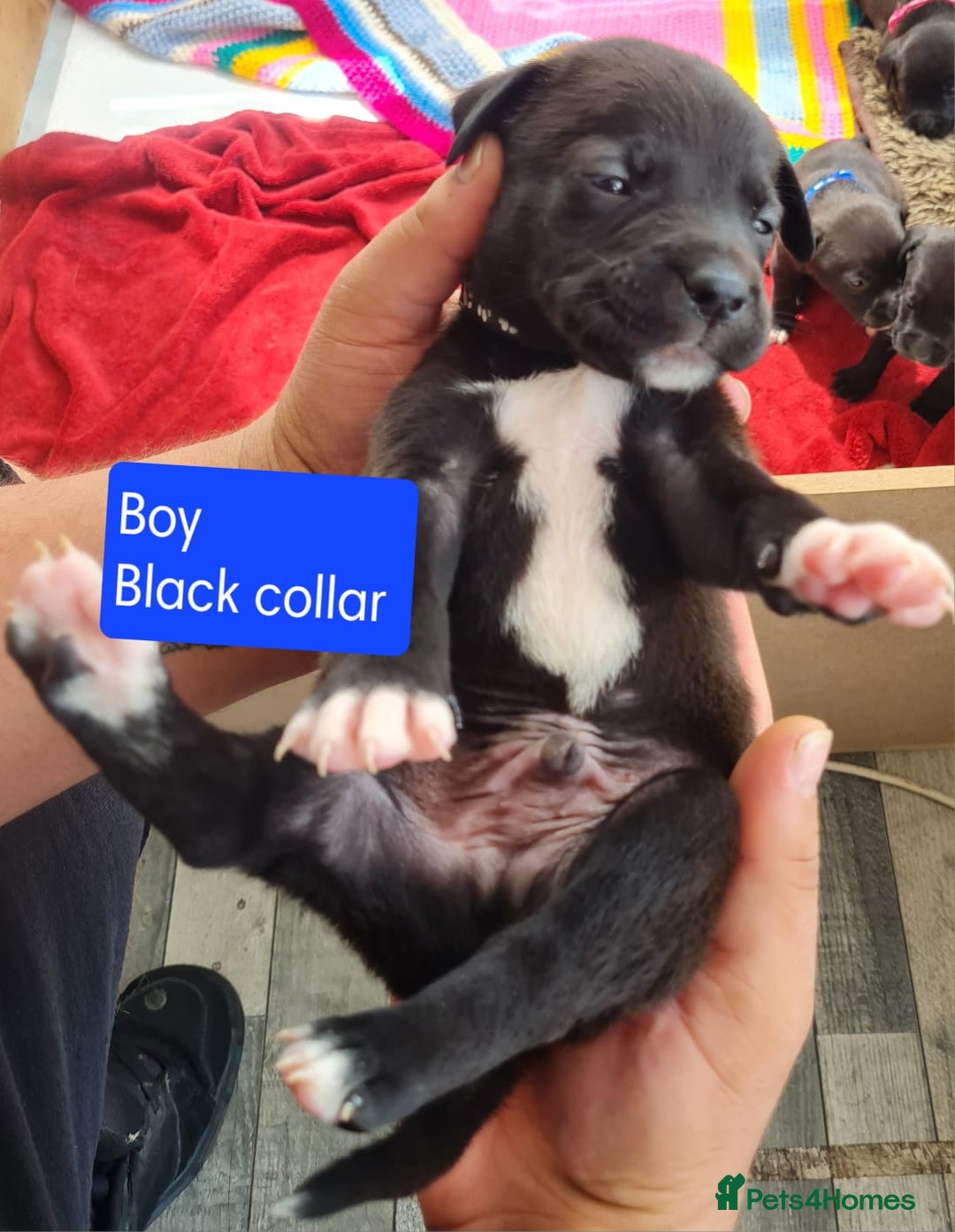 Mixed Breed dogs for sale: Beautiful litter of labrastaffs/staffadors - Image 15