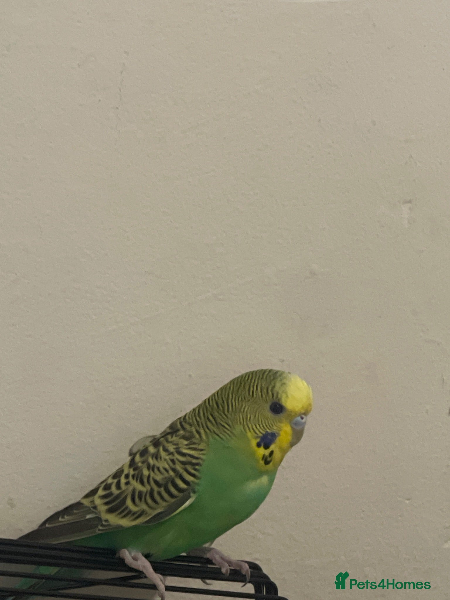 Lovebirds birds One lovebird one budgie - Advert 1