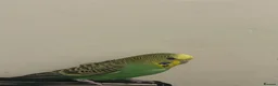 Lovebirds birds for sale: One lovebird one budgie in Wigan - Advert 1