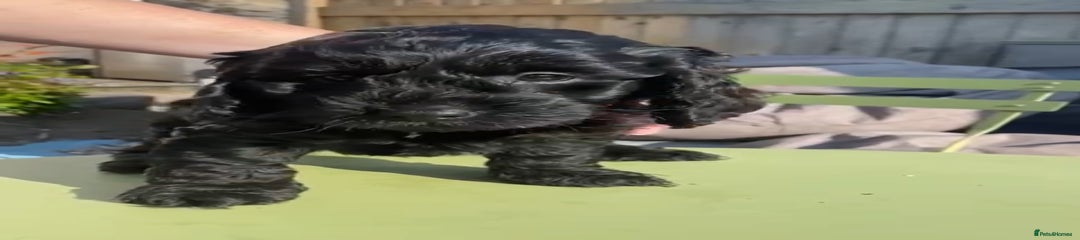 Cockapoo Puppy 2