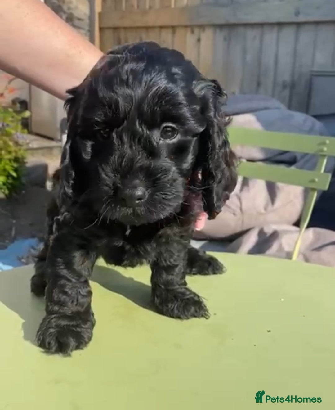 Cockapoo dogs for sale: ✨ F1 Toy Cockapoo Puppies – Ready 28th August ✨ - Image 11