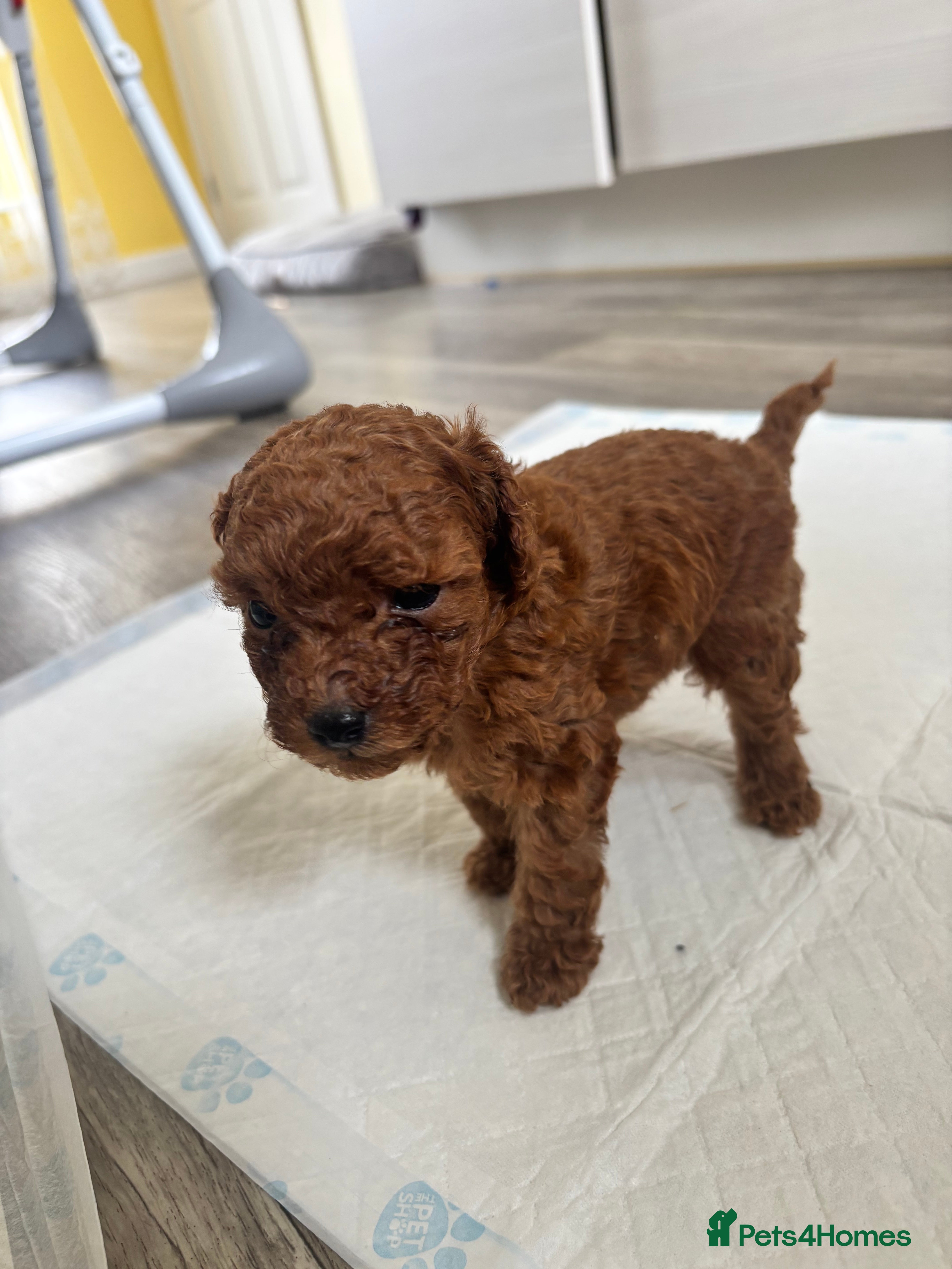 Toy Poodle dogs Asian toy poodle red brown  - Advert 15