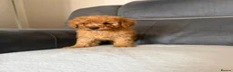 Toy Poodle dogs for sale: Toy poodle - Advert 12