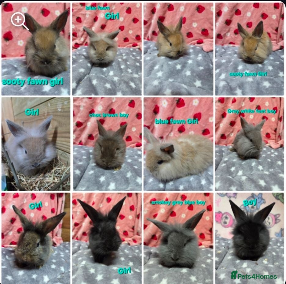 Lionhead rabbits Baby lion head bunnies ☆ready 17th july - Advert 1