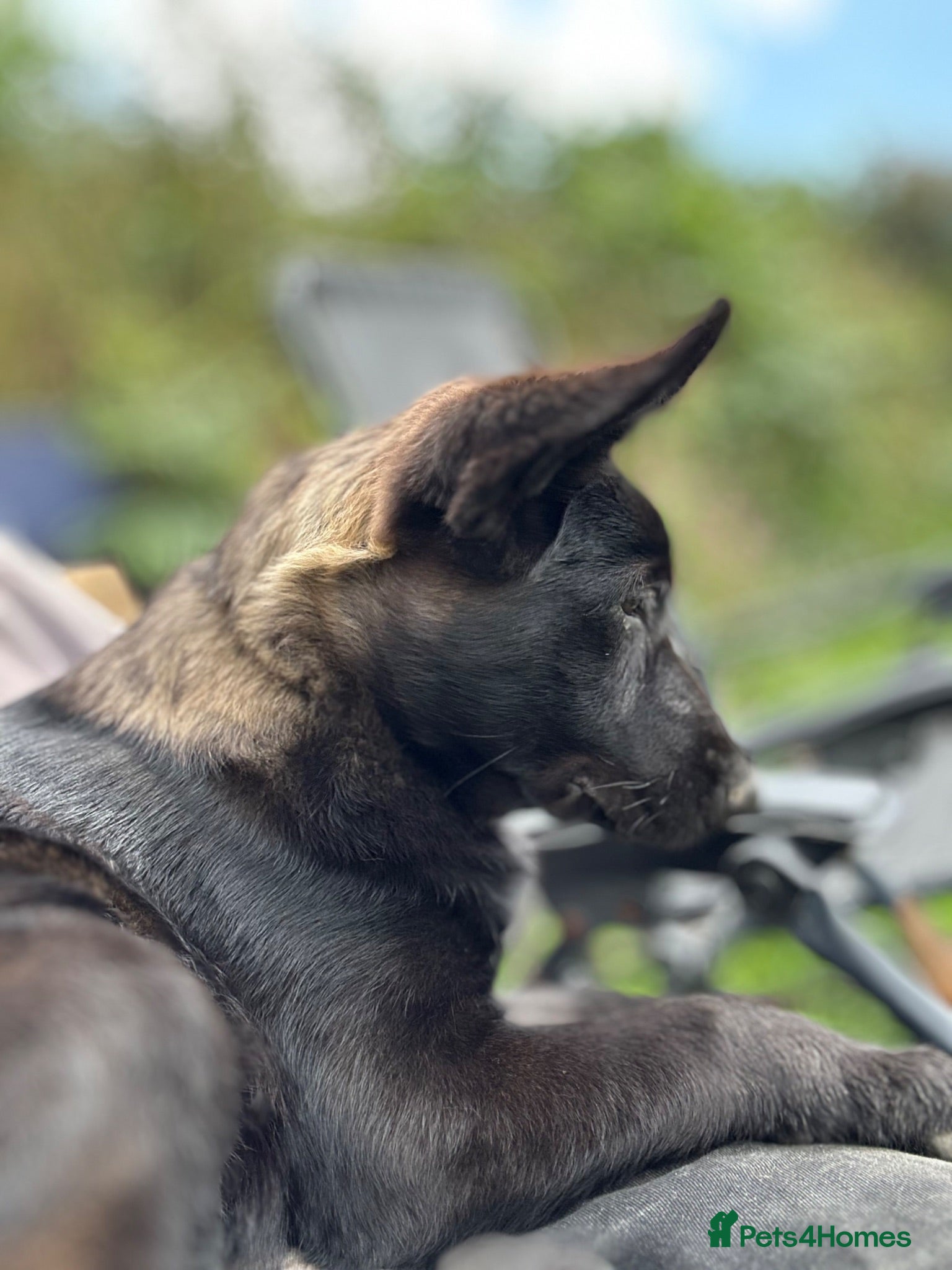 German Shepherd dogs Black Sable German Shepherd Puppy Ready Cornwall - Advert 2
