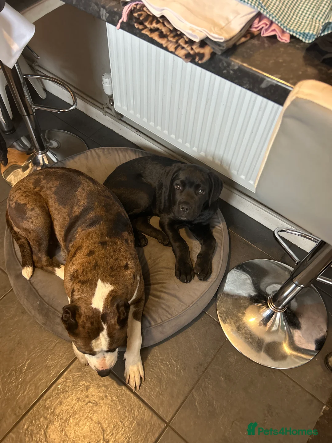 Cane Corso dogs for sale: Male cane corso in Bristol - Advert 2