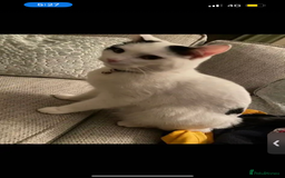 British Shorthair cats for sale: 2 loving beautiful cats  - Image 20